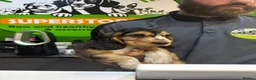 Cocker Spaniel dogs for sale: ✨ONE GIRL health tested KC show type babies✨ - Advert 4