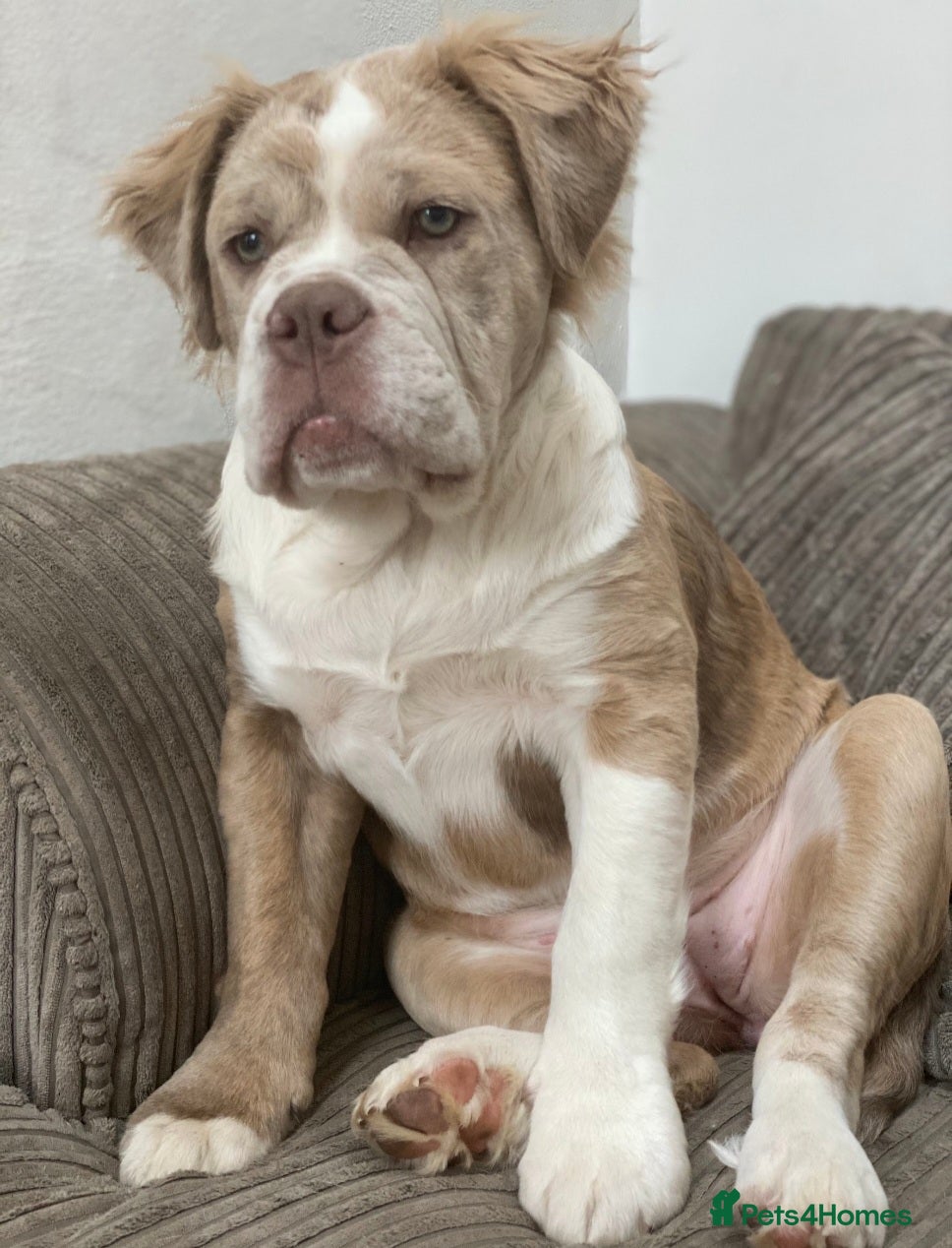 Olde English Bulldogge dogs Mammut : Fluffy Olde English Bulldog puppies. - Advert 13