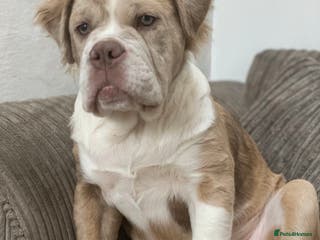 Olde English Bulldogge dogs Mammut : Fluffy Olde English Bulldog puppies. - Advert 3