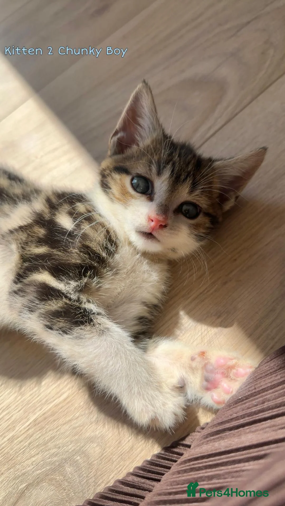 Mixed Breed cats for sale: Gorgeous 8 weeks old kittens URGENT - Advert 1