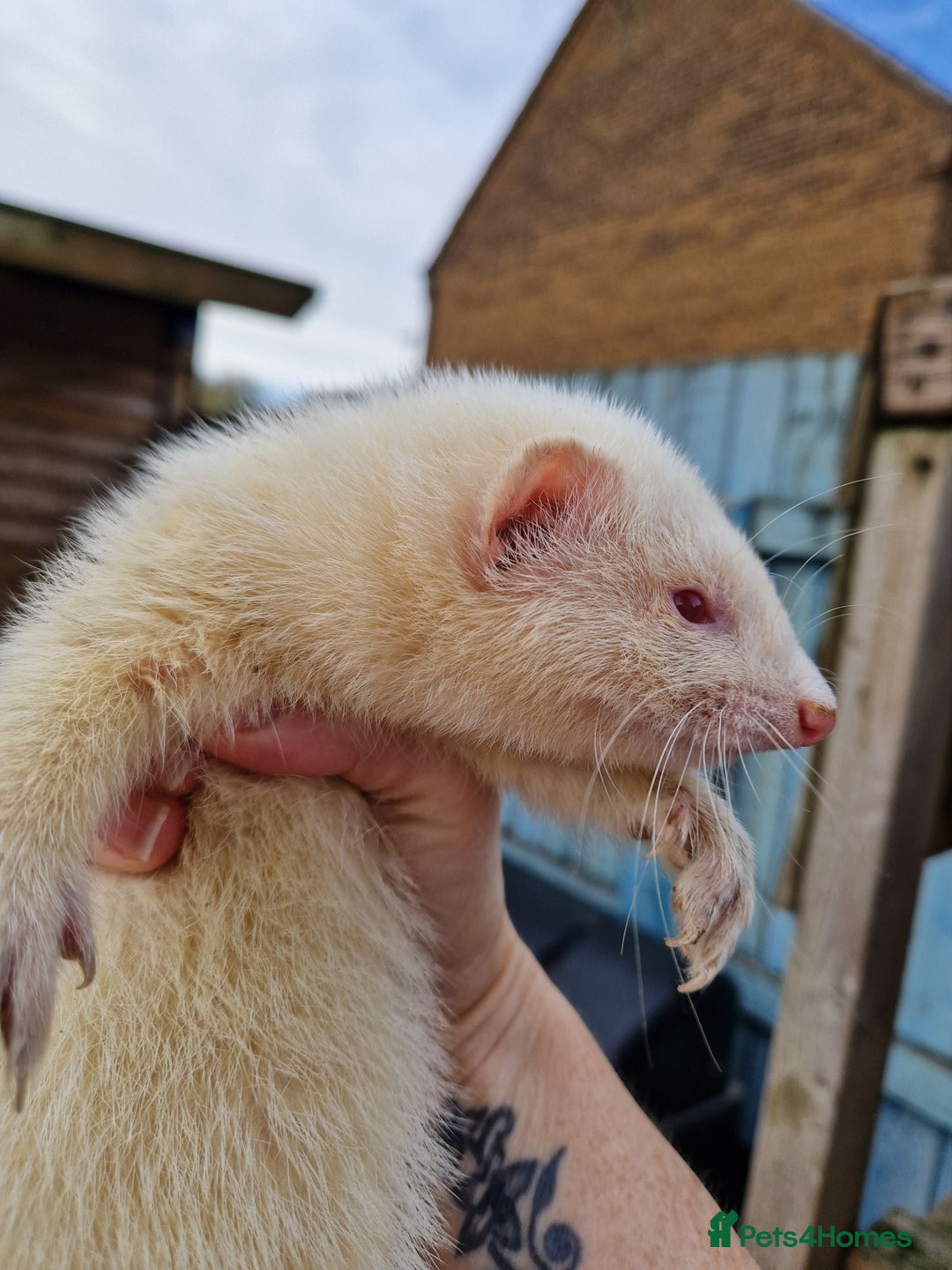 Ferret rodents for sale: Albino Ferret kits  - Advert 2