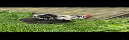 Chickens poultry for sale: PEKIN BLACK MOTTLED TRIO - Advert 2