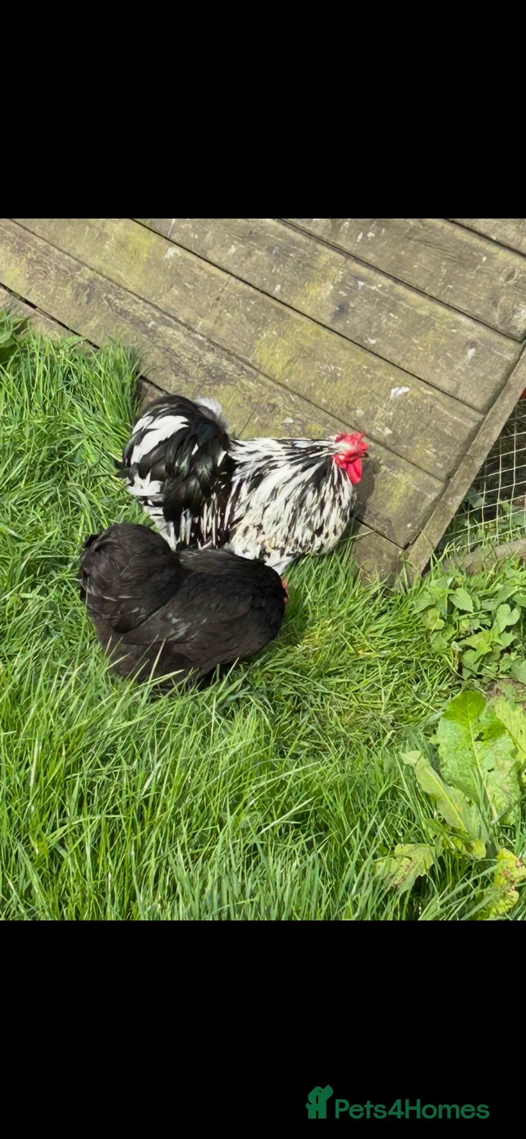 Chickens poultry for sale: PEKIN BLACK MOTTLED TRIO - Advert 2