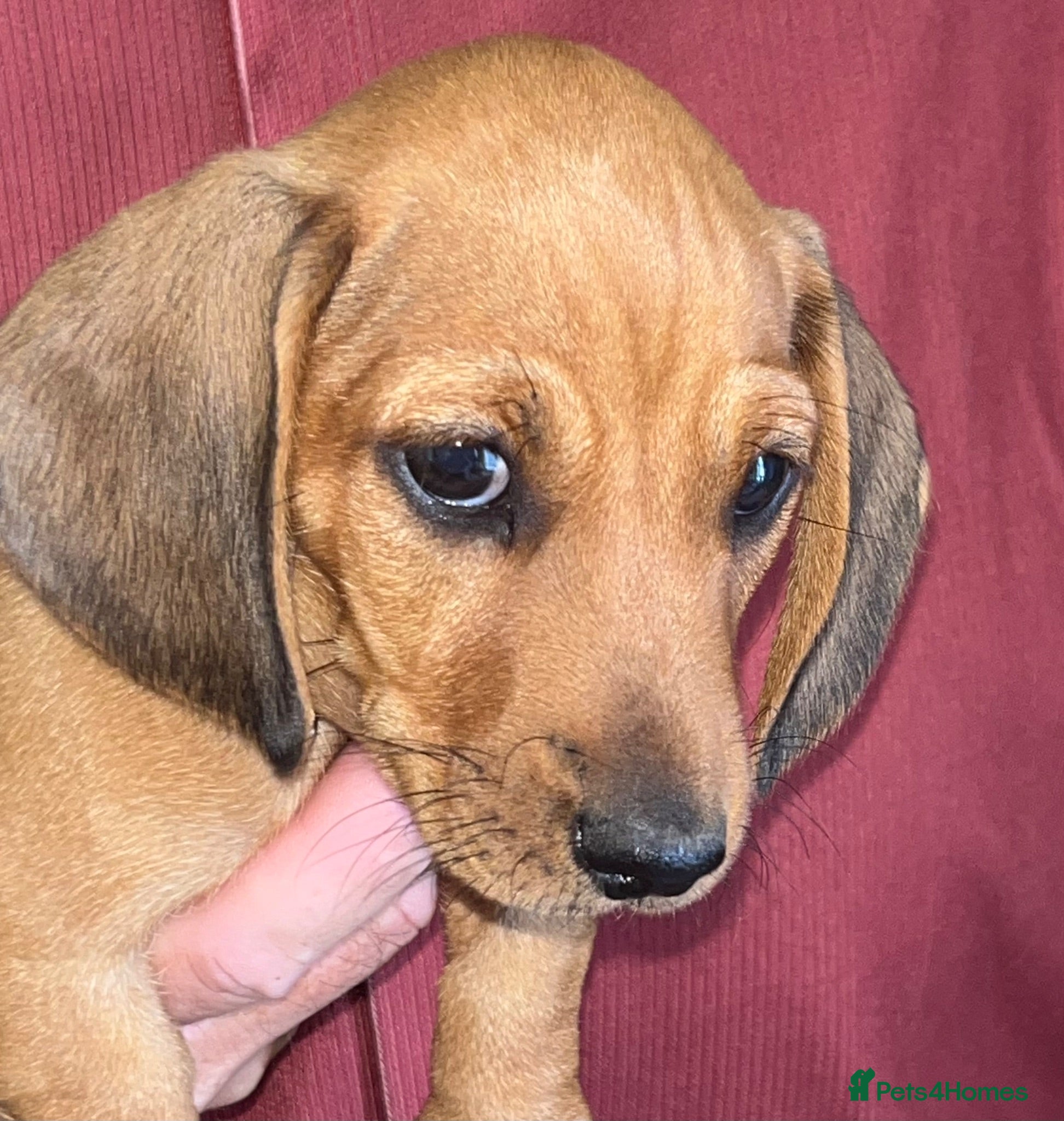Miniature Dachshund dogs Miniature Dachshunds - Advert 1