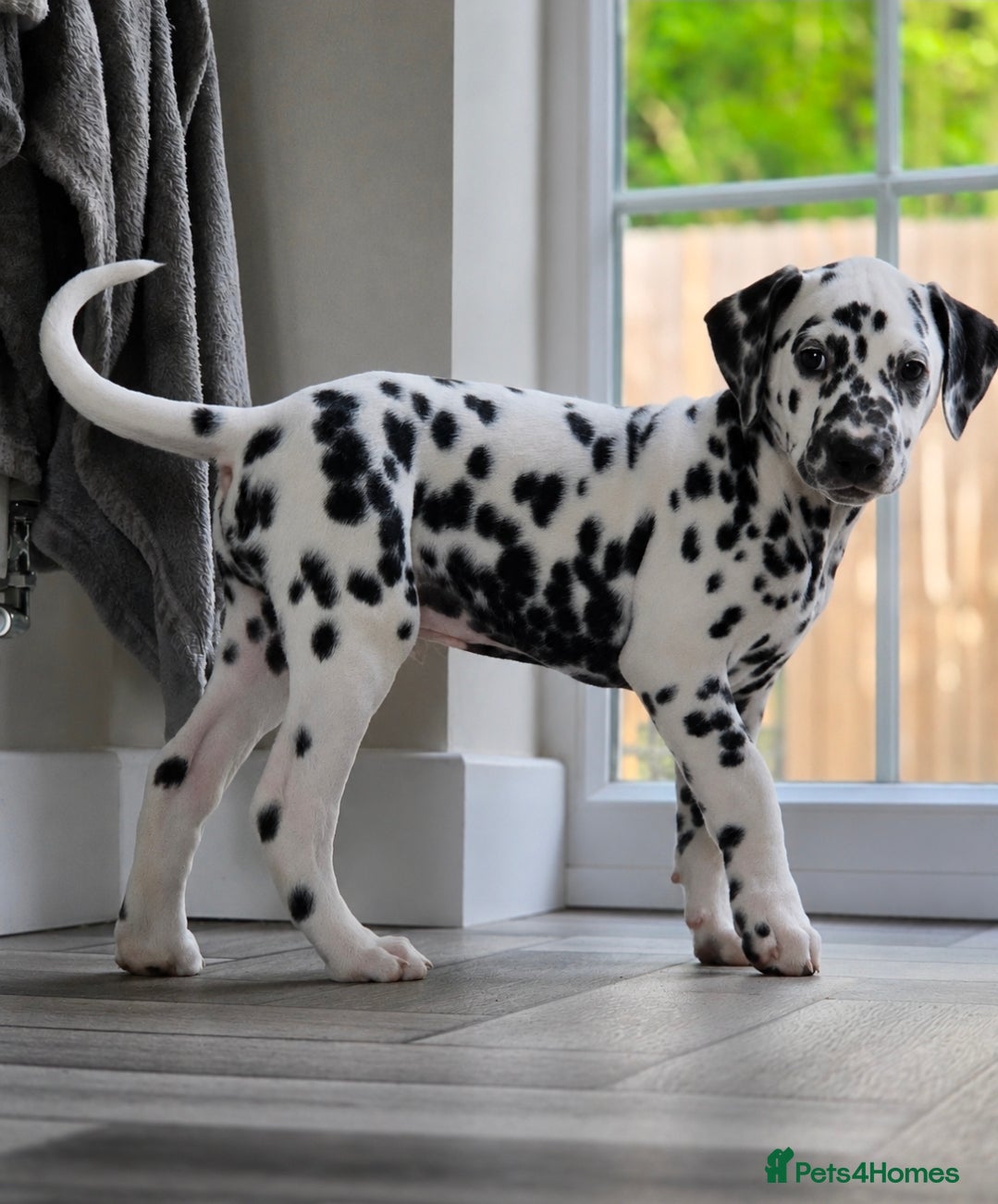 Dalmatian dogs 🤍🖤1 Boy left. READY NOW 🤍🖤 - Advert 1