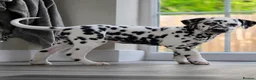 Dalmatian dogs for sale: 🤍🖤1 Boy left. READY NOW 🤍🖤 - Advert 1