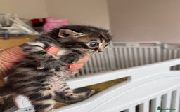Bengal cats for sale: 4 pure bangal and 5 bengal x kittens - Image 8