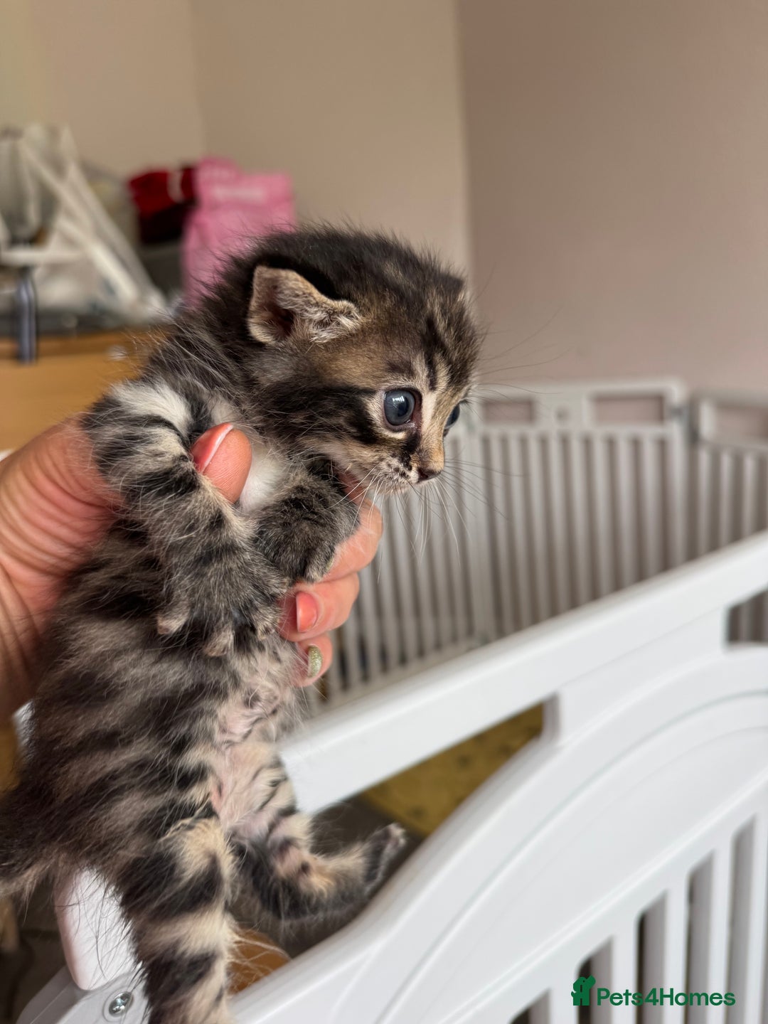 Bengal cats for sale: 4 pure bangal and 5 bengal x kittens - Image 8