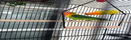Lovebirds birds for sale: * Male & Female Lovebirds + Full Setup in Bradford - Advert 7