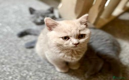 British Shorthair cats for sale: 5 generations pedigree British Shorthair Kittens - Image 12