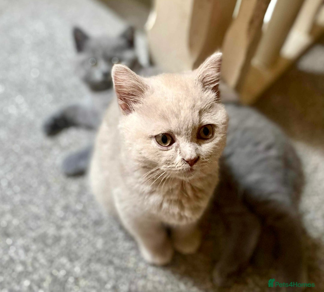 British Shorthair cats for sale: 5 generations pedigree British Shorthair Kittens - Image 12