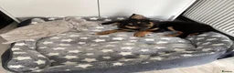 Border Collie dogs for sale: Male border collie 4months - Advert 7