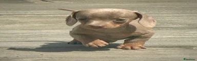Miniature Dachshund 1