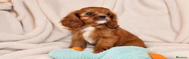 Cavalier King Charles Spaniel 1