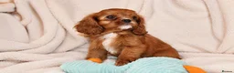 Cavalier King Charles Spaniel dogs for sale: Exceptional Cavalier King Charles Spaniel Puppies in Romsey - Advert 2