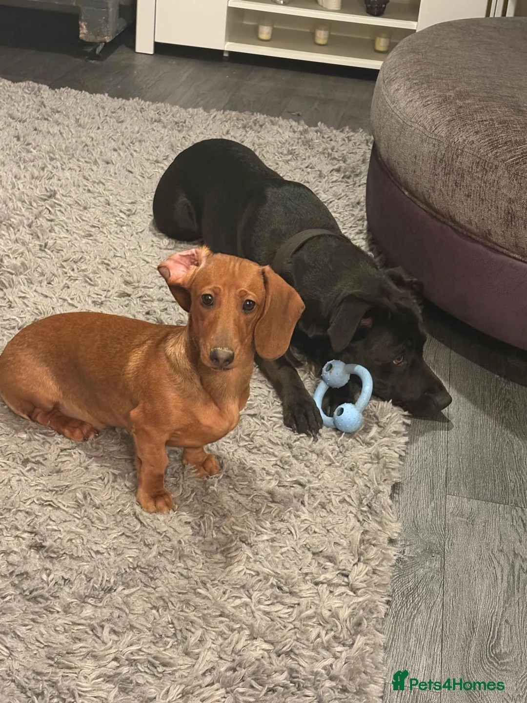 Dachshund dogs for sale: Short haired miniature dachshund puppy - Advert 10