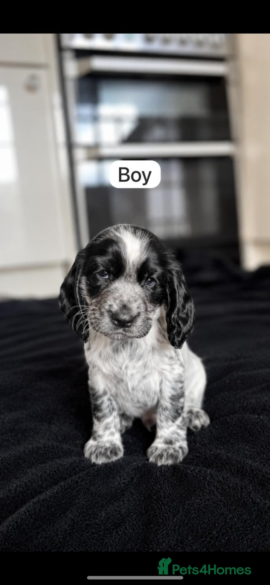 Cocker Spaniel dogs ( 3 LEFT ) Show cockers! **READY TO LEAVE ** - Advert 1