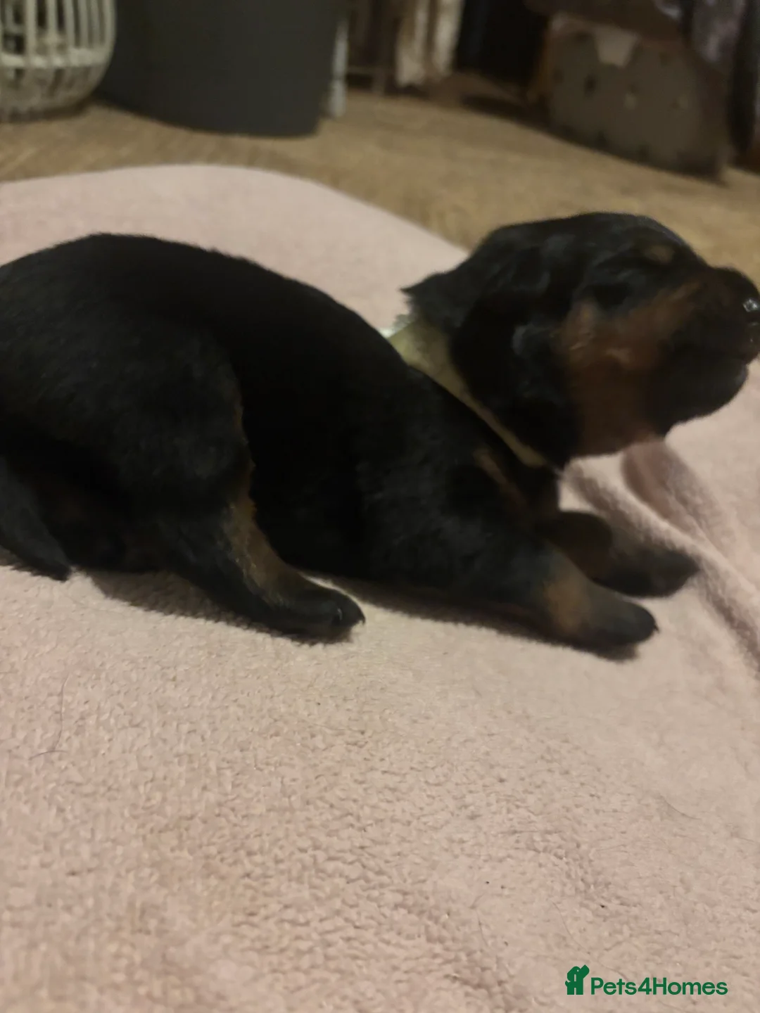 Rottweiler dogs for sale: *** Pedigree Rottweiler puppies ready in 2 wks*** - Advert 17