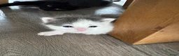 Domestic Shorthair cats for sale: Kittens - Advert 18