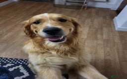 Golden Retriever dogs for stud: Stunning Golden Retriever for stud - Image 5