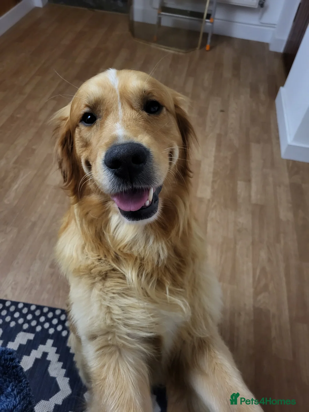 Golden Retriever dogs for stud: Stunning Golden Retriever for stud - Advert 5