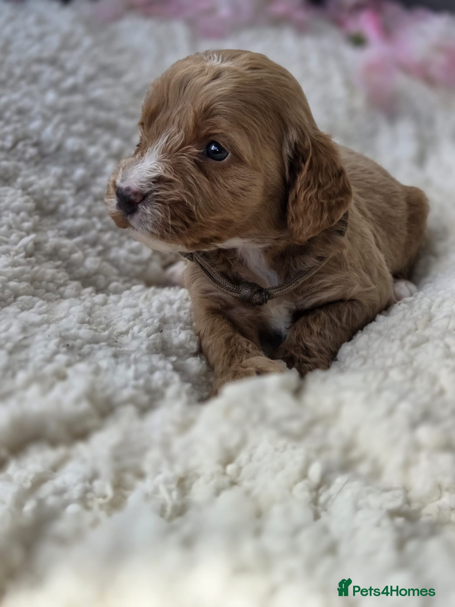 Cockapoo dogs Gorgeous cockapoo pups - Advert 16