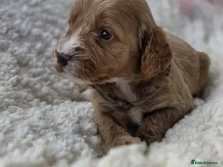 Cockapoo dogs Gorgeous cockapoo pups - Advert 16