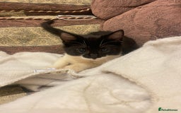 Mixed Breed cats for sale: Two kitten for sale - Image 17