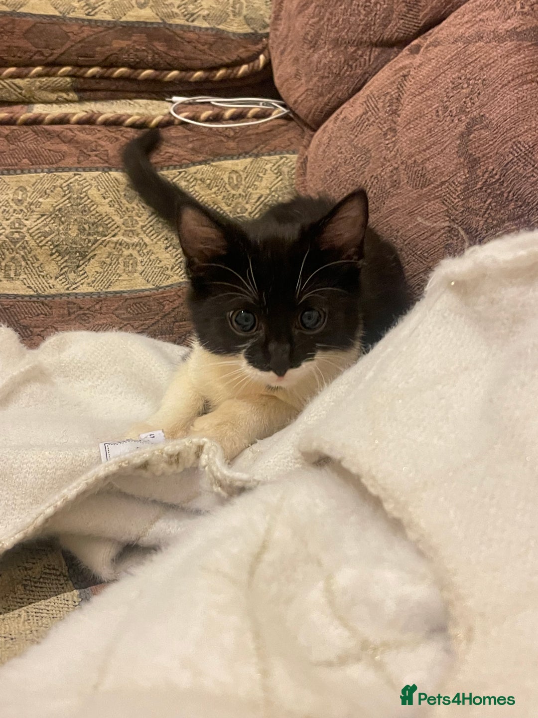 Mixed Breed cats for sale: Two kitten for sale - Image 17