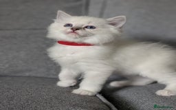 Ragdoll cats for sale: Ragdoll Kittens  - Image 4