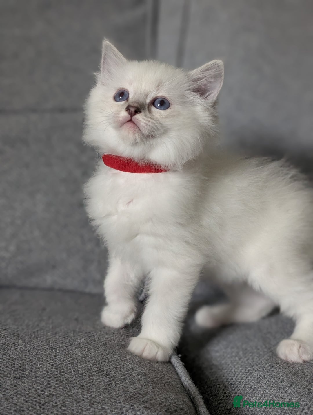 Ragdoll cats for sale: Ragdoll Kittens  - Image 4