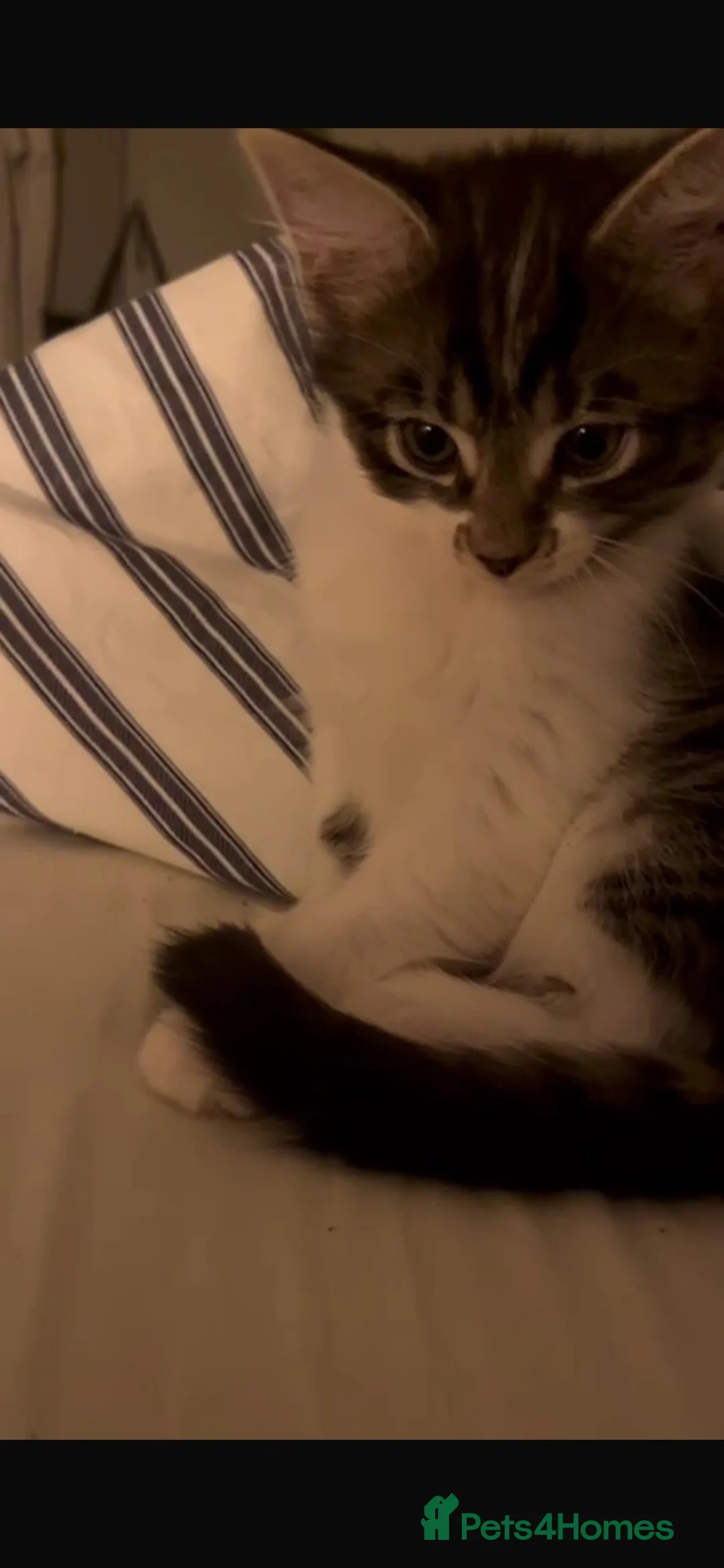 Mixed Breed cats for sale: Female Kitten - Advert 3