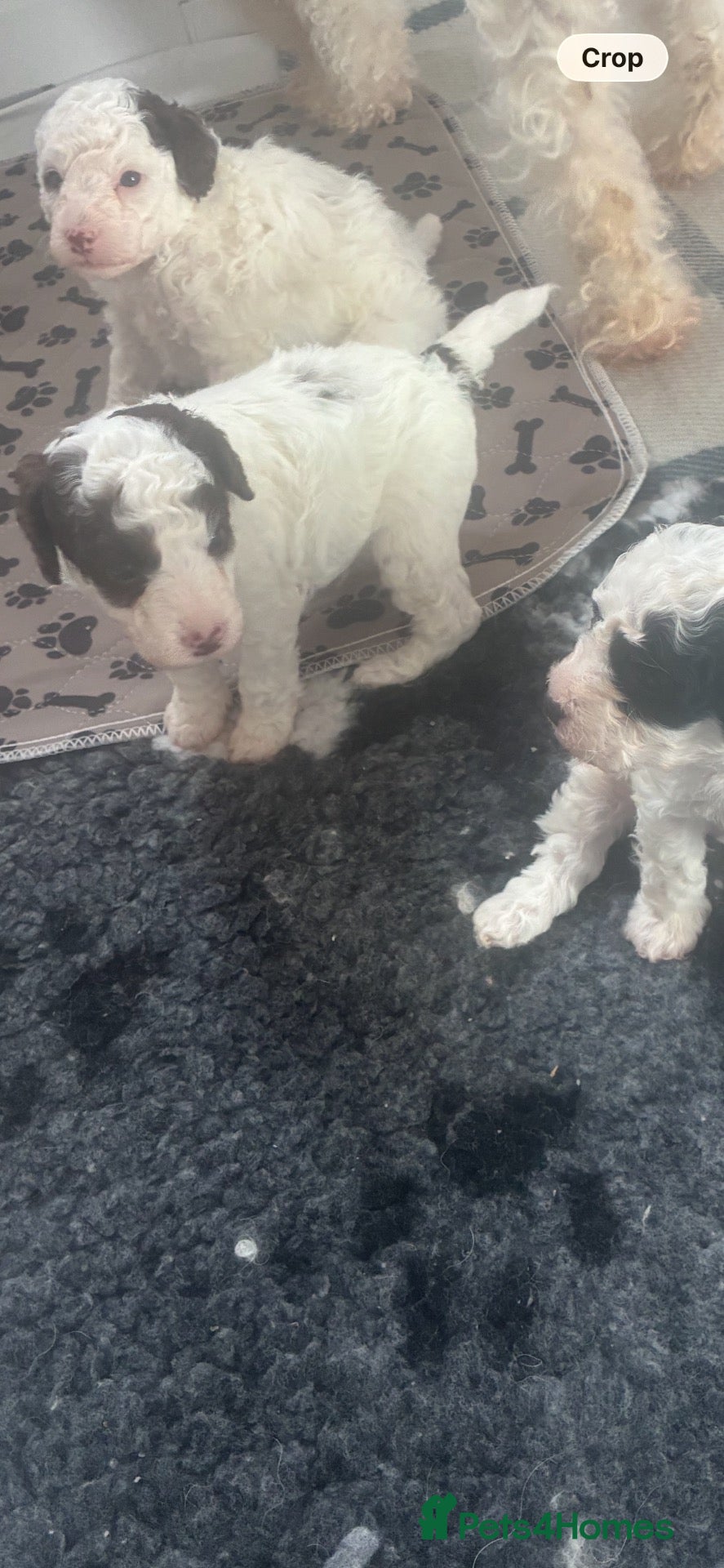 Poodle dogs DNA tested Parti toy poodlesxmini cockapoo ❤️💙💜  - Advert 1