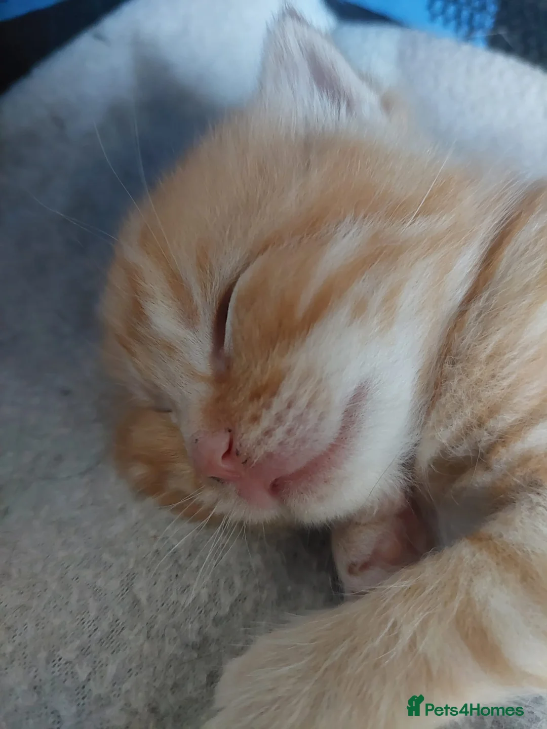 Mixed Breed cats for sale: 1 Ginger boy and 2 Girls  - Advert 2