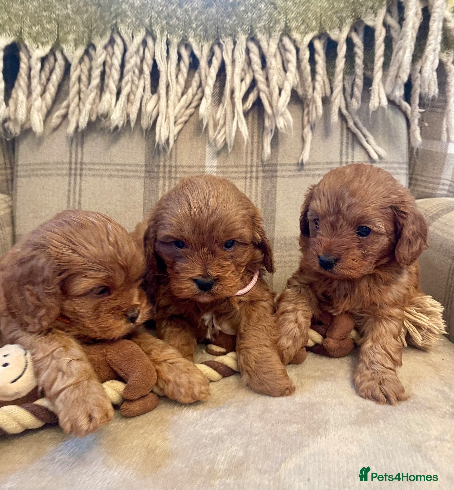 Cavapoo dogs 🐾 Outstanding deep red TOY F1 Cavapoos 🐾 - Advert 1