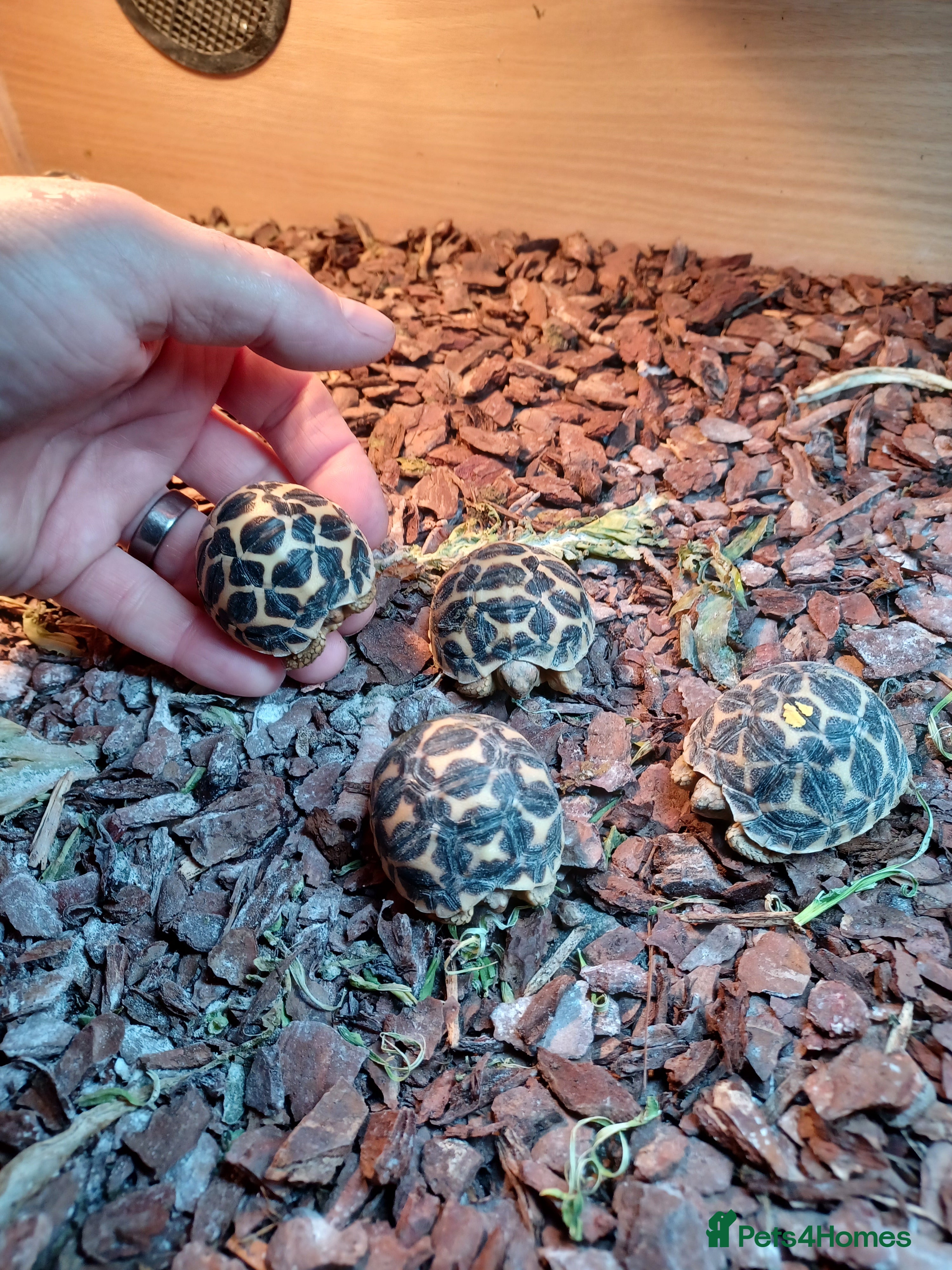 Tortoise reptiles INDIAN STAR TORTOISE BABIES UK BRED SEPTEMBER 202 - Advert 1