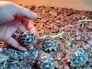 Tortoise reptiles INDIAN STAR TORTOISE BABIES UK BRED SEPTEMBER 202 - Advert 1