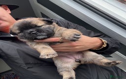 Mixed Breed dogs for sale: Frenchie X Chow Chow  - Image 6