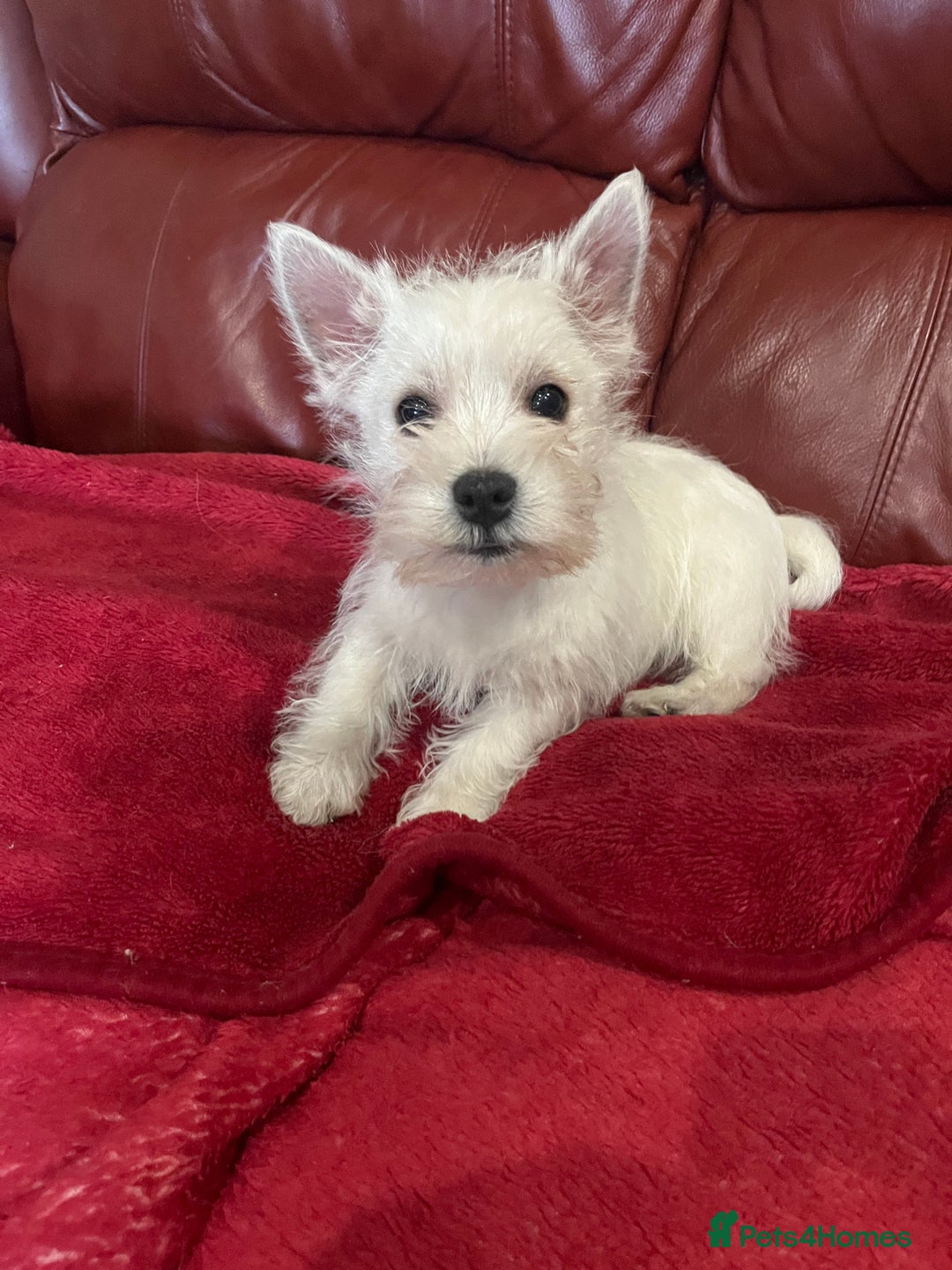 West Highland Terrier dogs for sale: 1 Boy Left   - Advert 9