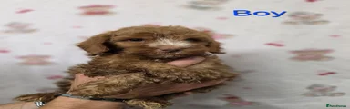Cockapoo 1