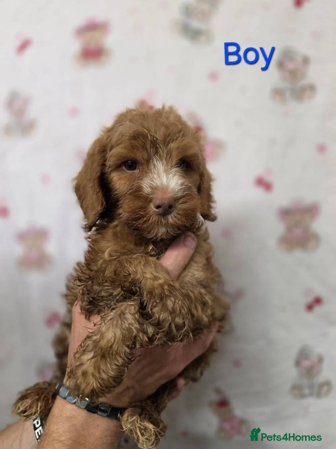 Cockapoo dogs for sale: Red cockapoo puppies - Advert 2
