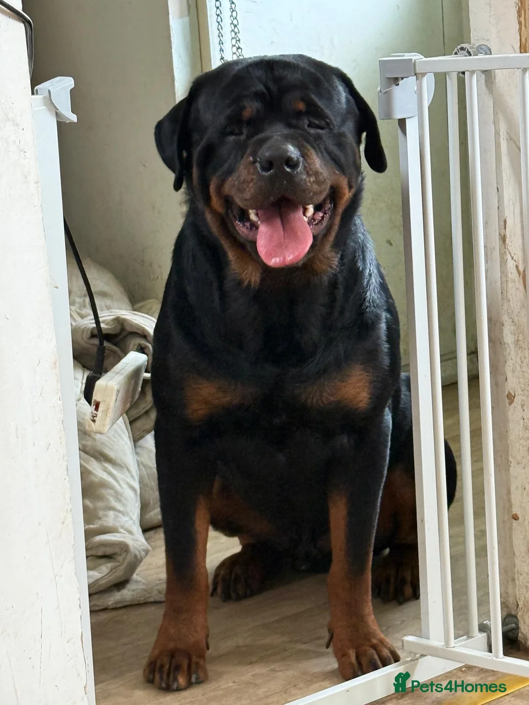 Rottweiler dogs for stud: Kc rottweiller for stud  in Sandy - Advert 1