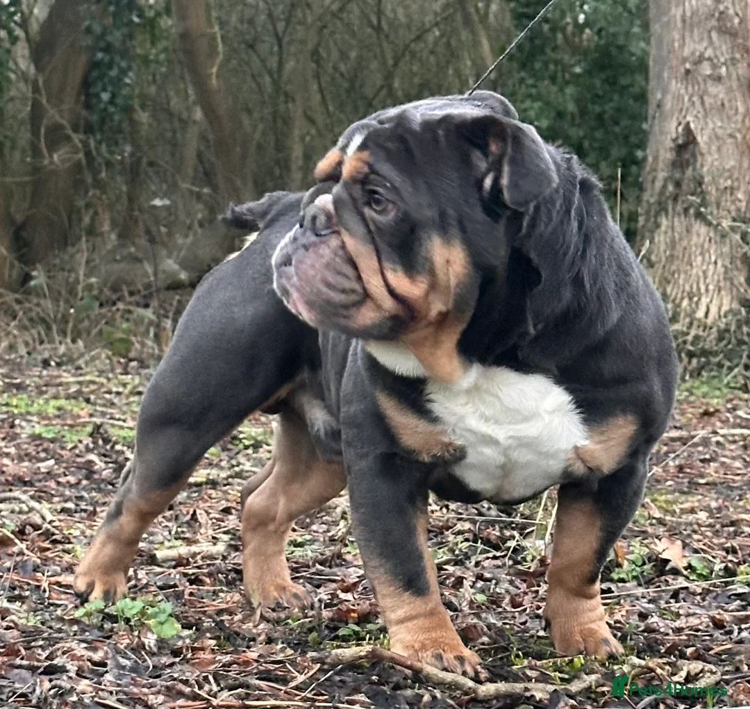 English Bulldog dogs for stud: Blue Tri stud boy  - Advert 2