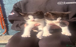 British Shorthair cats for sale: Beautiful twins kittens ready now   - Image 2