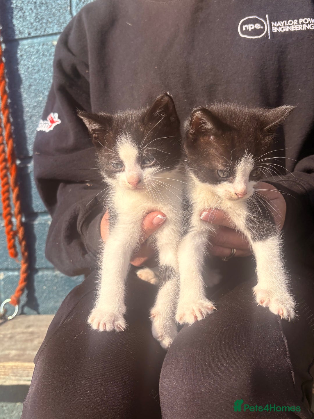 British Shorthair cats for sale: Beautiful twins kittens ready now   - Image 2