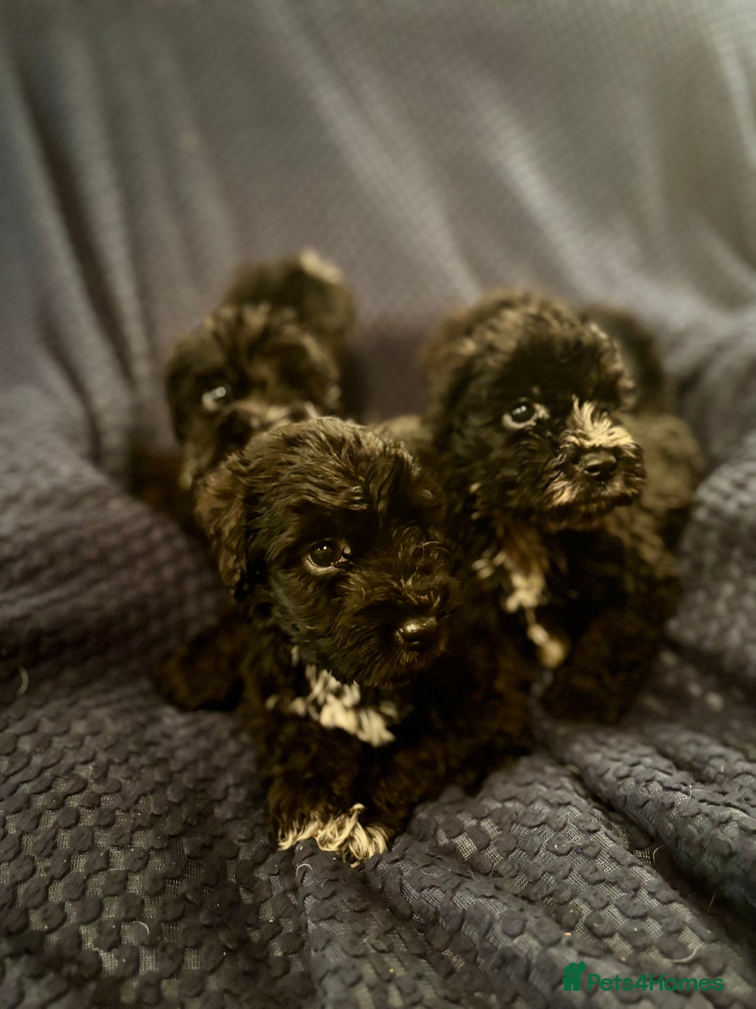 Mixed Breed dogs for sale: 5 X Rare BLUE CockerBlue’s  - Image 9