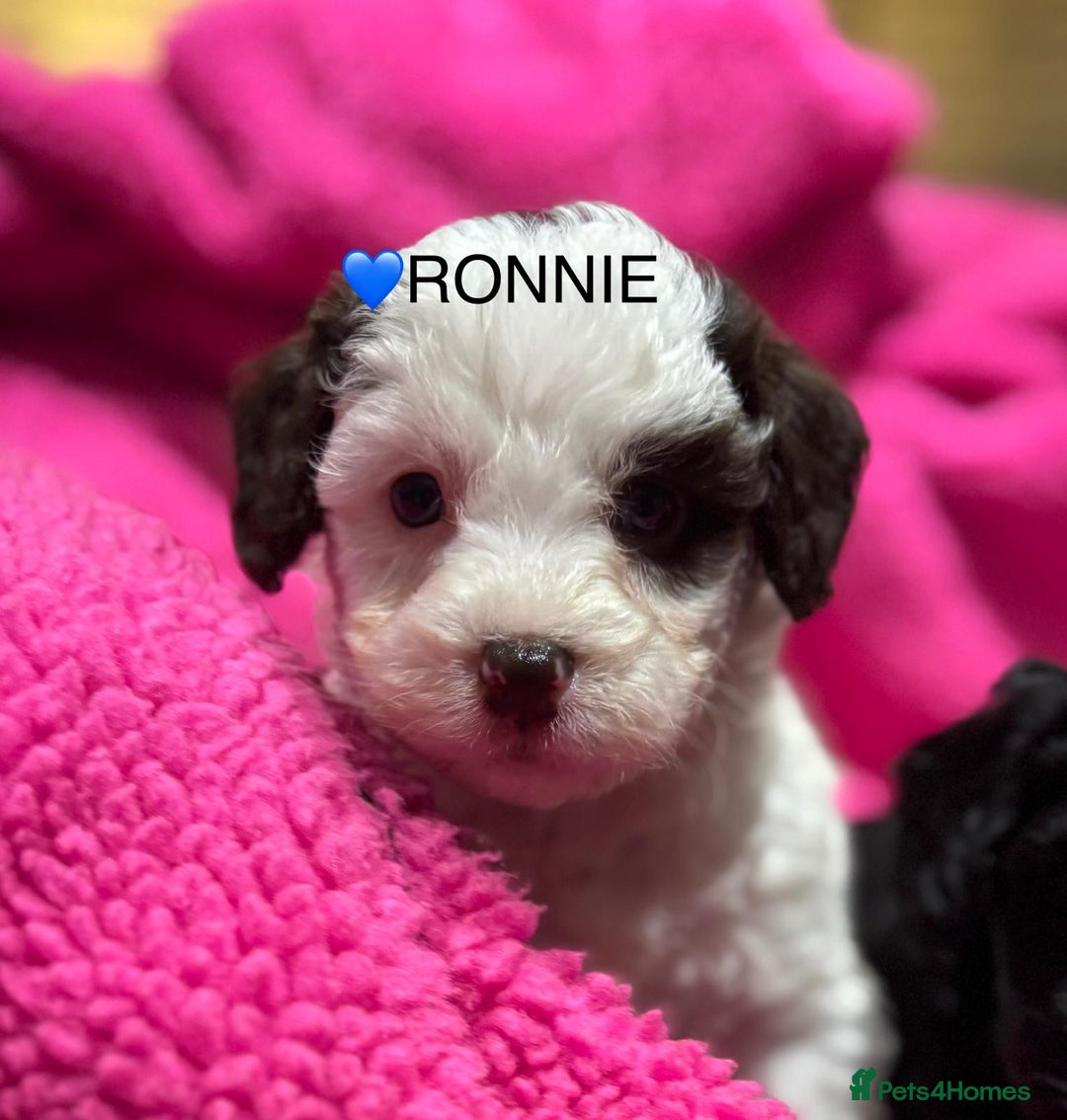 Cockapoo dogs for sale: 💛*COCKERPOO’S READY NOW in Cheshire*💛🏡 - Advert 29