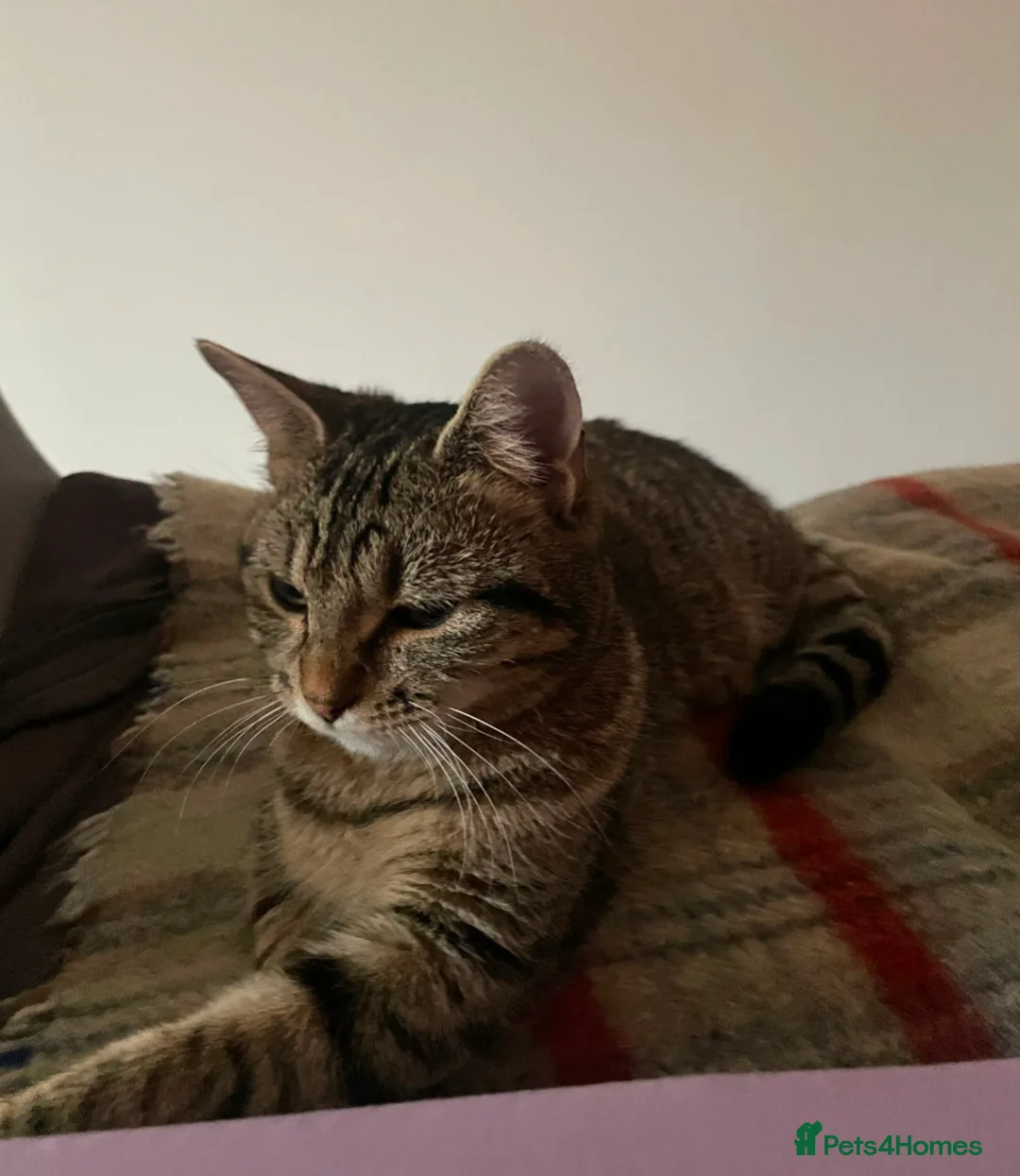 Domestic Shorthair cats for sale: 2 young cats looking to sell ASAP in Luton - Advert 2