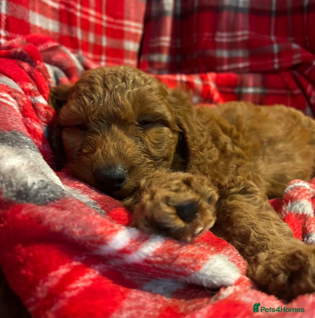 Cockapoo dogs for sale: 🐕‍🦺🐶ADORABLE COCKAPOO 🐶 🐕‍🦺 - Advert 7