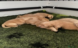 Golden Retriever dogs for sale: Beautiful litter of golden retriever puppies  - Image 4